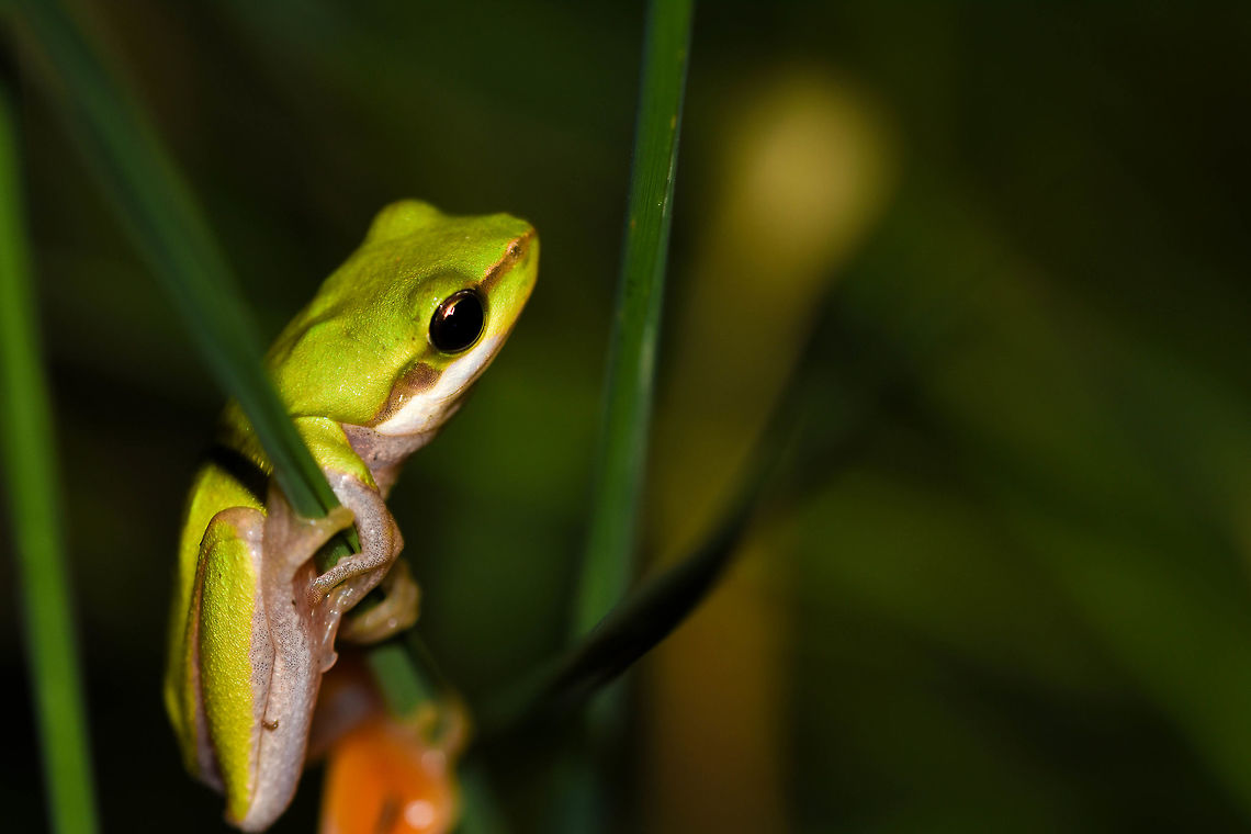 Karawatha Sedge frog #1 Closeup of a Litoria Fallax spotted herping at Karawatha Forest in Queensland, Australia.  <br />
<br />
<br />
<br />
 litoria fallax