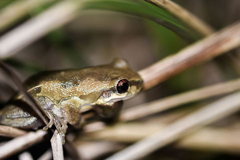 Litoria dentata in Karawatha Closeup of a Bleating tree frog perched in some sedge grass next to a large pond Bleating tree frog,Litoria dentata