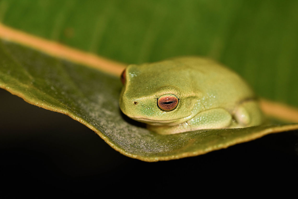 Smiling Graceful tree frog This little beauty was photographed in a Gold Coast wetland by Callum McKercher, University of Queensland Hons student Dainty green tree frog,Litoria gracilenta