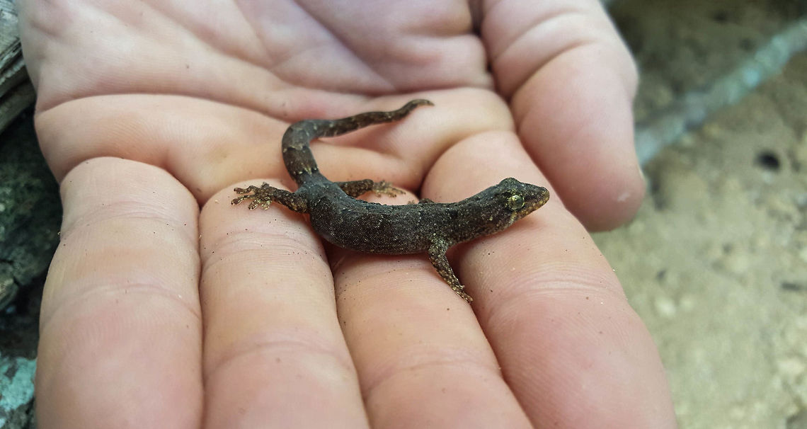 Tiny Lister's gecko Photo taken by Hamish Noller on his recent trip to Christmas Island. This individual is mostly likely fully grown. Lepidodactylus listeri
