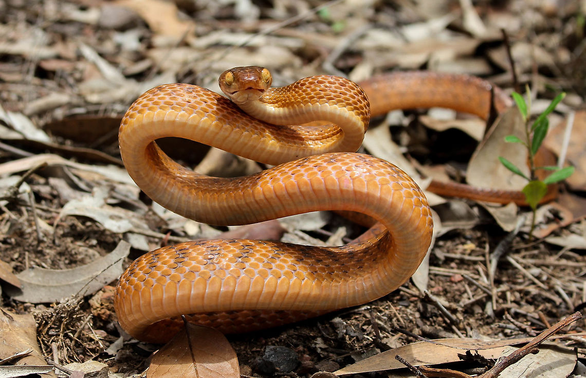 Brown tree snake threat display This little cutie was caught in a suburban home in Brisbane, Australia. It was then safely released back into nearby bushland.  Boiga irregularis,Brown tree snake