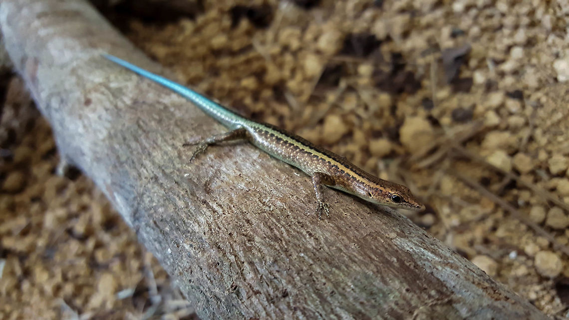 Captive bred Blue-tailed skink Although extinct in the wild, there are currently two captive breeding populations. One on Christmas Island and the other at Taronga Zoo in Sydney, Australia. Scientists are hoping to be able to successfully re-populate the island. Photo credit to Hamish Noller <a href="https://www.instagram.com/hamwildo/" rel="nofollow">https://www.instagram.com/hamwildo/</a> Blue-tailed skink,Cryptoblepharus egeriae