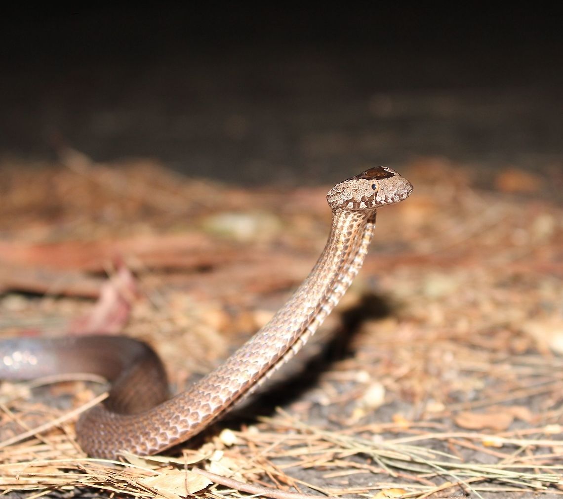 Startled Golden-crowned threat display This little elapid was spotted on the road on herping trip to Mt. Glorious. Luckily we saved it from going under some truck wheels! It was safely moved off the road and into thick bushland.  Australia,Cacophis squamulosus,Geotagged,Golden-crowned snake,Spring