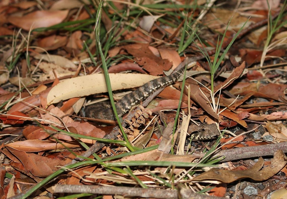 Death adder waiting in ambush This incredible adder was spotted on the road while herping Mt. Glorious. It seemed very ambivalent to our presence and took up an ambush position right in front of our eyes!!!  Acanthophis antarcticus,Australia,Common death adder,Geotagged,Spring