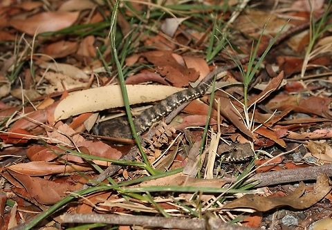 Death adder waiting in ambush This incredible adder was spotted on the road while herping Mt. Glorious. It seemed very ambivalent to our presence and took up an ambush position right in front of our eyes!!!  Acanthophis antarcticus,Australia,Common death adder,Geotagged,Spring