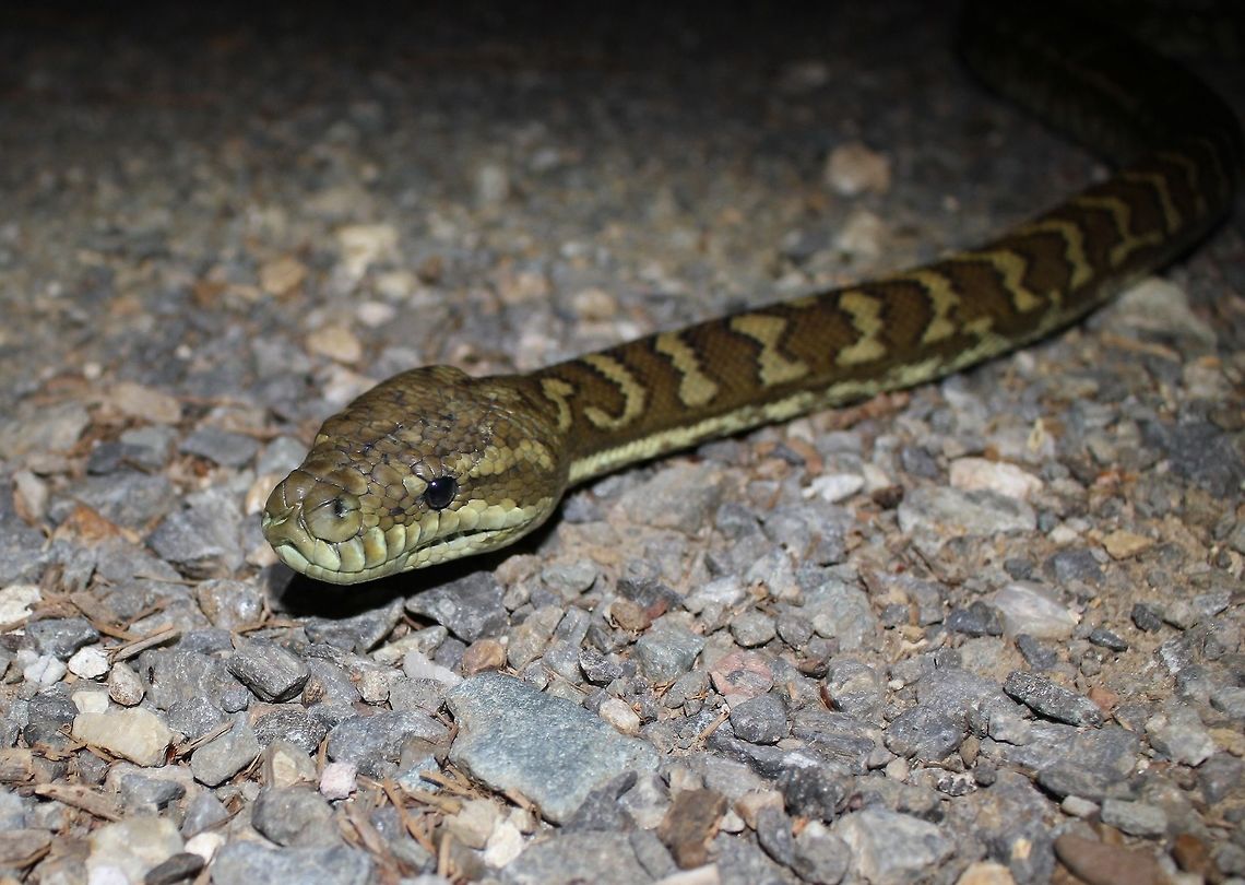 Chilled Carpet python This 1.8m beauty was spotted soaking some heat off the road. These are a very common sight in the leafy suburbs of Brisbane, Australia. It was safely moved off the road after the photo was taken.  Australia,Geotagged,Morelia spilota,Spring