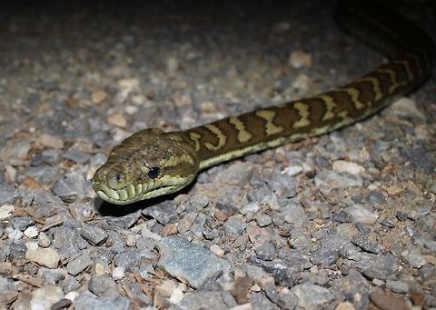Chilled Carpet python This 1.8m beauty was spotted soaking some heat off the road. These are a very common sight in the leafy suburbs of Brisbane, Australia. It was safely moved off the road after the photo was taken.  Australia,Geotagged,Morelia spilota,Spring