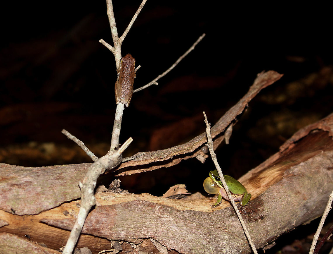 Flirty Fallax We were lucky enough to spot a male (right) calling to a female (left). Conditions were perfect for these little guys proceeding an afternoon thunderstorm.  Australia,Eastern dwarf tree frog,Geotagged,Litoria fallax,Spring