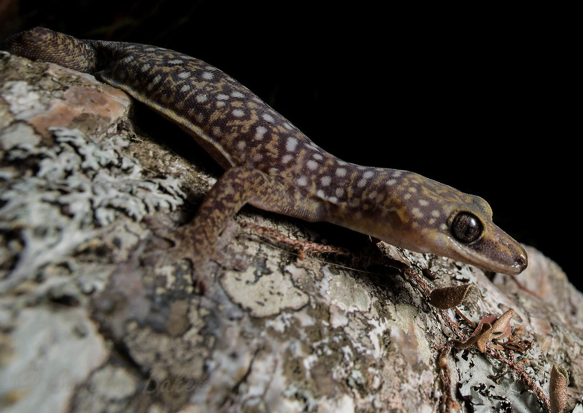 Velvet gecko rocking out Spotted on a rocky outcrop wildlife spotting with the University of Queensland Herpetalogical Society! Photo credit to Cameron Baker. Australia,Geotagged,Oedura tryoni,Southern Spotted Velvet Gecko