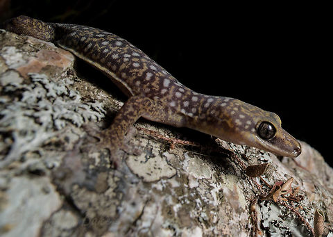Velvet gecko rocking out Spotted on a rocky outcrop wildlife spotting with the University of Queensland Herpetalogical Society! Photo credit to Cameron Baker. Australia,Geotagged,Oedura tryoni,Southern Spotted Velvet Gecko