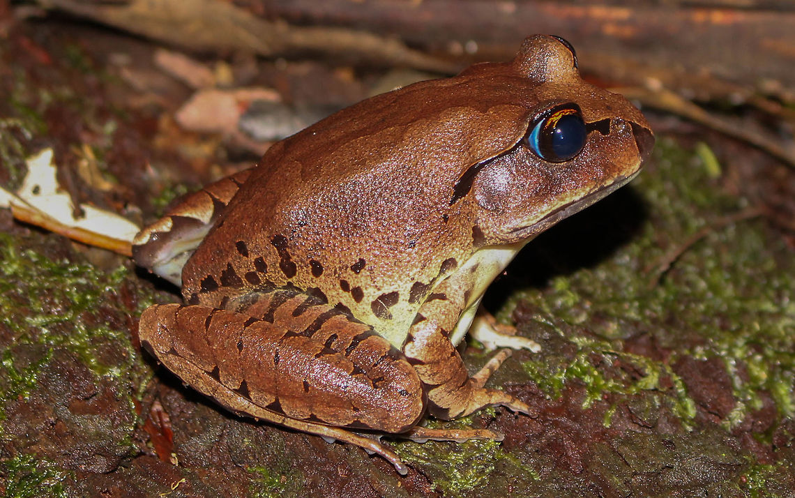 Big beautiful barred frog This handsome individual was spotted in the Mt. Tamborine rainforest, Australia. They generally sit still and are very easy to photograph!  Australia,Geotagged,Great Barred Frog,Mixophyes fasciolatus,Summer