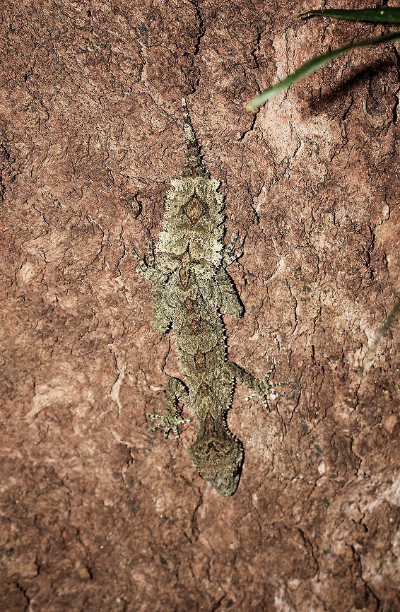 Cryptic Leaf-tailed gecko Without eye shine from head torches this species would be extremely difficult to find! This healthy adult still has an original tail. Australia,Fall,Geotagged,Saltuarius swaini,Southern Leaf-tailed Gecko,Spring