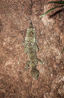 Cryptic Leaf-tailed gecko Without eye shine from head torches this species would be extremely difficult to find! This healthy adult still has an original tail. Australia,Fall,Geotagged,Saltuarius swaini,Southern Leaf-tailed Gecko,Spring