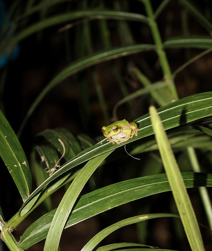 Cascade tree frog This little male was sitting on a palm frond near a small waterfall in the rainforest of Mt. Tamborine. Apparently the population of these amazing creatures is recovering after the introduction of Chytrid fungus to the waterways.  Australia,Geotagged,Litoria pearsoniana,Pearsons tree frog,Spring