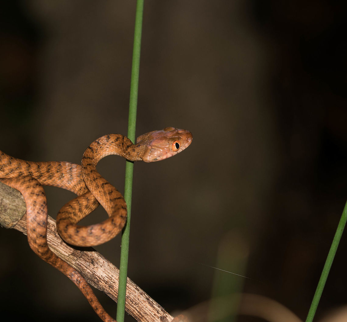 Brown tree snake on the hunt Spotted while herping for frogs in the Karawatha bushland. It was targeting a dwarf sedge frog just out of shot.  Australia,Boiga irregularis,Brown tree snake,Geotagged,Spring,colubrid