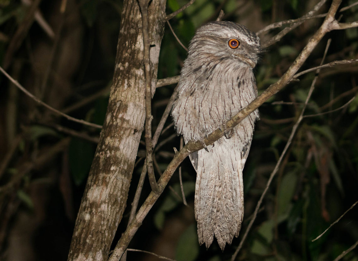Watchful Tawny frogmouth This beauty was photographed in Karawatha forest, Australia. If you live in the leafier suburbs of Brisbane you might see them fairly often :)   Podargus strigoides,Tawny frogmouth