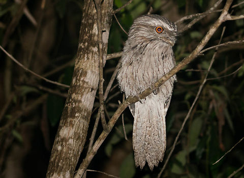 Watchful Tawny frogmouth This beauty was photographed in Karawatha forest, Australia. If you live in the leafier suburbs of Brisbane you might see them fairly often :)   Podargus strigoides,Tawny frogmouth