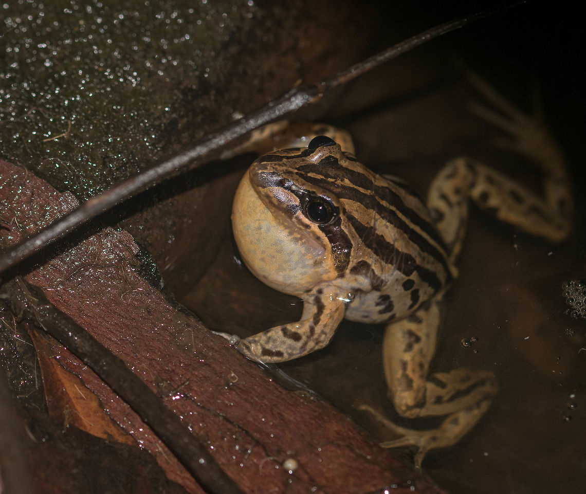 Striped marsh frog This little fella was spotted on the edge of a small pond in Karawatha forest, Australia. We caught him buccal cavity bloated! Australia,Geotagged,Limnodynastes peronii,Spring,striped marsh frog