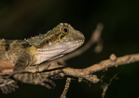 Young water dragon Another non-amphibian find while herping for frogs in Karawatha. They are found everywhere near creeks and waterways in Brisbane, Australia.   Australia,Australian water dragon,Geotagged,Intellagama lesueurii,Spring