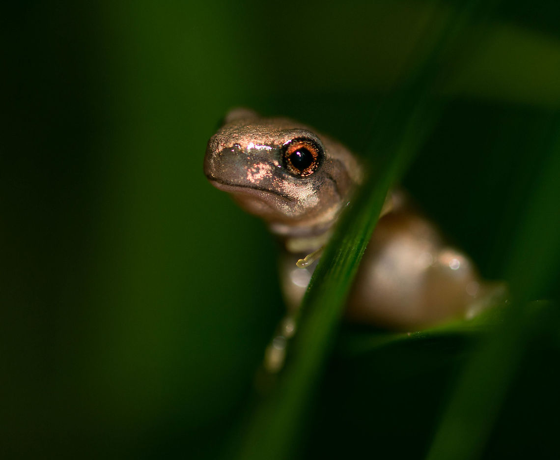 Keferstein's metamorph This little metamorph was spotted on some sedge grass bordering a large pond. Great to see successful reproduction of the Litoria Dentata! Australia,Bleating tree frog,Geotagged,Litoria dentata,Spring