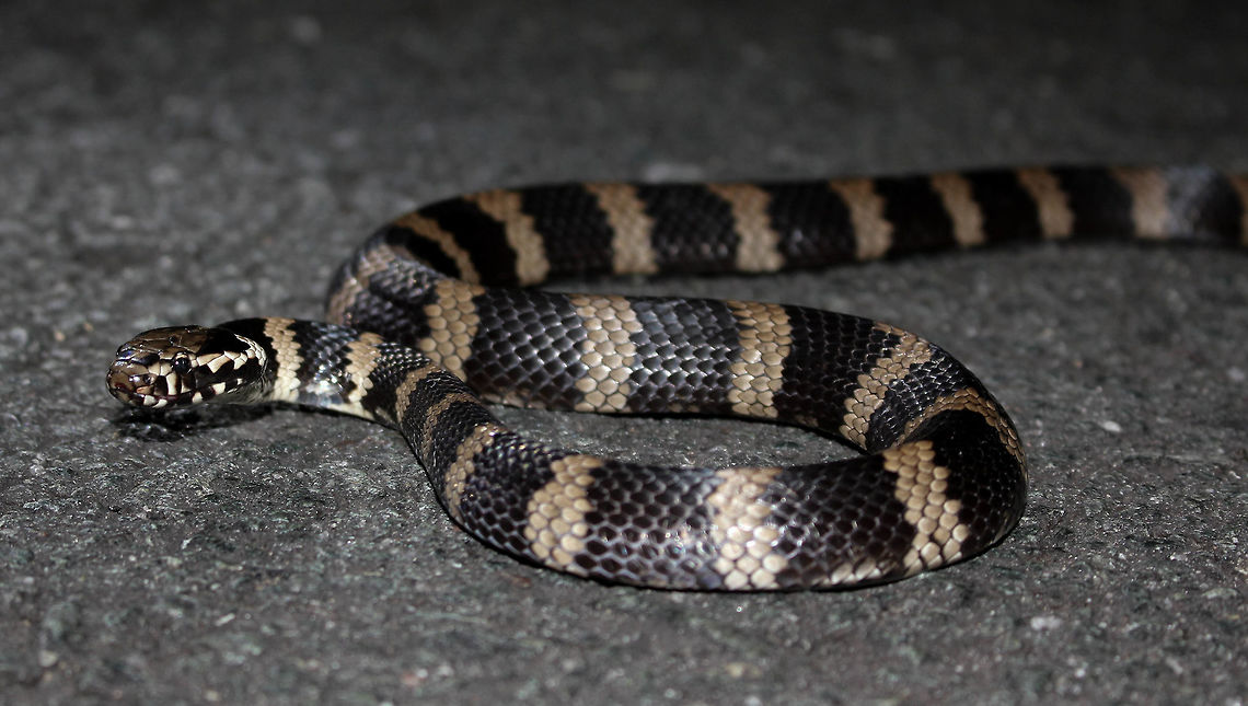 Stephens' Banded Snake This amazing snake was spotted on the road near Mt. Glorious. The poor thing had some damage to the skull and jaw, probably from a car strike. We ensured it slithered off safely into the bush this time :)  Australia,Geotagged,Hoplocephalus stephensii,Spring