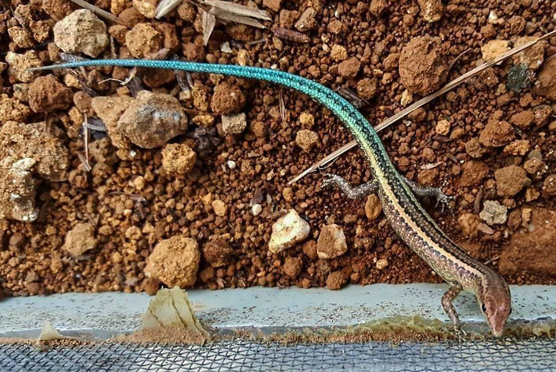 Blue-tailed skink in captivity This individual is one of many healthy adults housed at the breeding centre on Christmas Island. Photo credit to Hamish Noller <a href="https://www.instagram.com/hamwildo/" rel="nofollow">https://www.instagram.com/hamwildo/</a> <br />
 Blue-tailed skink,Cryptoblepharus egeriae