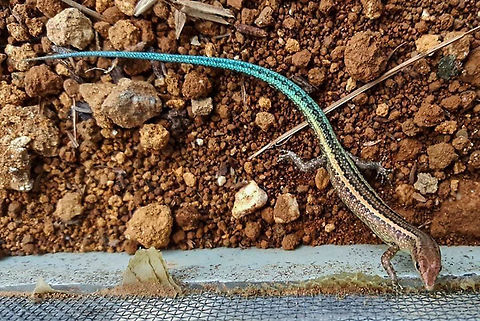 Blue-tailed skink in captivity This individual is one of many healthy adults housed at the breeding centre on Christmas Island. Photo credit to Hamish Noller https://www.instagram.com/hamwildo/ 
 Blue-tailed skink,Cryptoblepharus egeriae