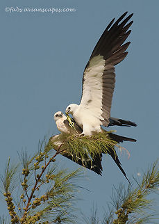 STKeatyourgreens  Elanoides forficatus,Swallow-tailed Kite,birds,fabs forns,feeding,florida,swallow tailed kite