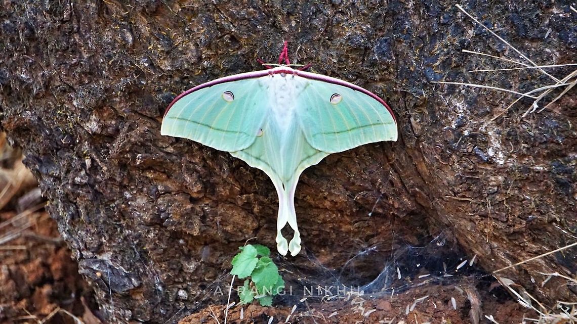 Actias Luna Moth Kingdom: Animalia<br />
Clade: Euarthropoda<br />
Class: Insecta<br />
Order: Lepidoptera<br />
Family: Saturniidae<br />
Genus: Actias<br />
Species: A. luna<br />
Binomial name<br />
Actias luna<br />
(Linnaeus, 1758) Actias luna,Indian Luna Moth,Luna Moth,Moth