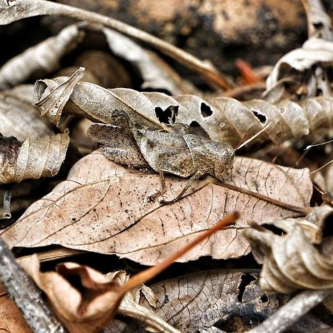 Rufous Grasshopper Kingdom: Animalia
Phylum: Arthropoda
Class: Insecta
Order: Orthoptera
Superfamily: Acridoidea
Family: Acrididae
Subfamily: Caelifera
Genus: Gomphocerippus
Species: G. rufus
Binomial name
Gomphocerippus rufus
(Linnaeus, 1758) Gomphocerippus rufus,Grasshopper,India. Maharashtra,Rufous grasshopper,biodiversity,insect,sahyadri