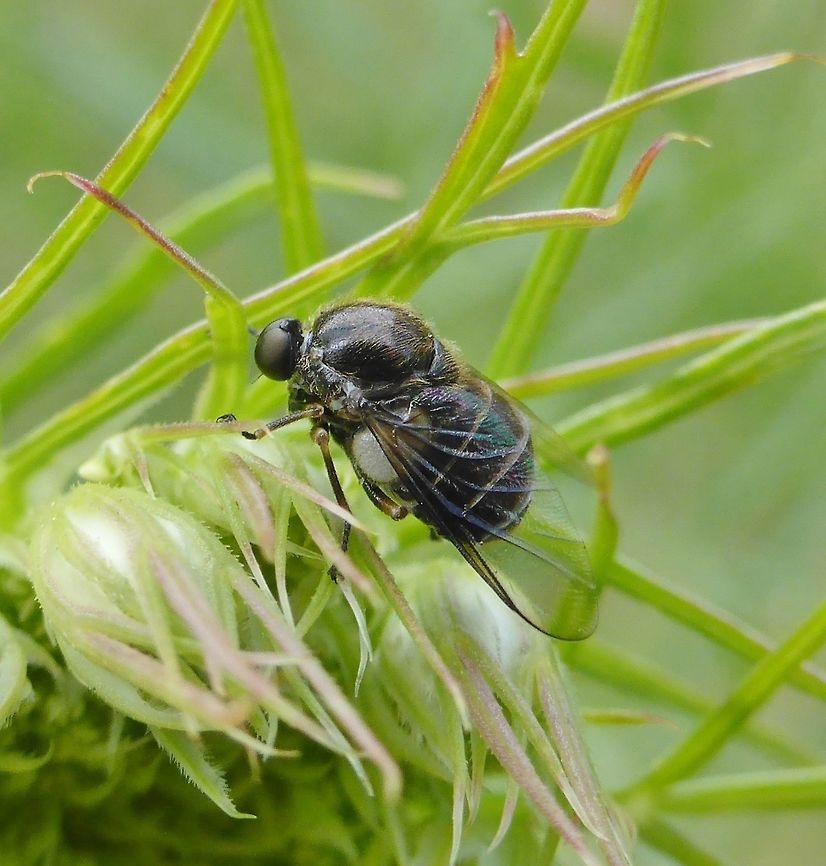 Acroceridae sp. These nectar-feeders are also known the Small-headed fly or Bladder fly. This individual was 3 mm long.  Acroceridae,Bladder fly,Small-headed fly,South Australia