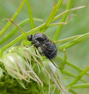 Acroceridae sp. These nectar-feeders are also known the Small-headed fly or Bladder fly. This individual was 3 mm long.  Acroceridae,Bladder fly,Small-headed fly,South Australia