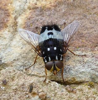 Tachinid sp.  Australia,Black and White Giant Fly,Formosia speciosa,Geotagged,Summer
