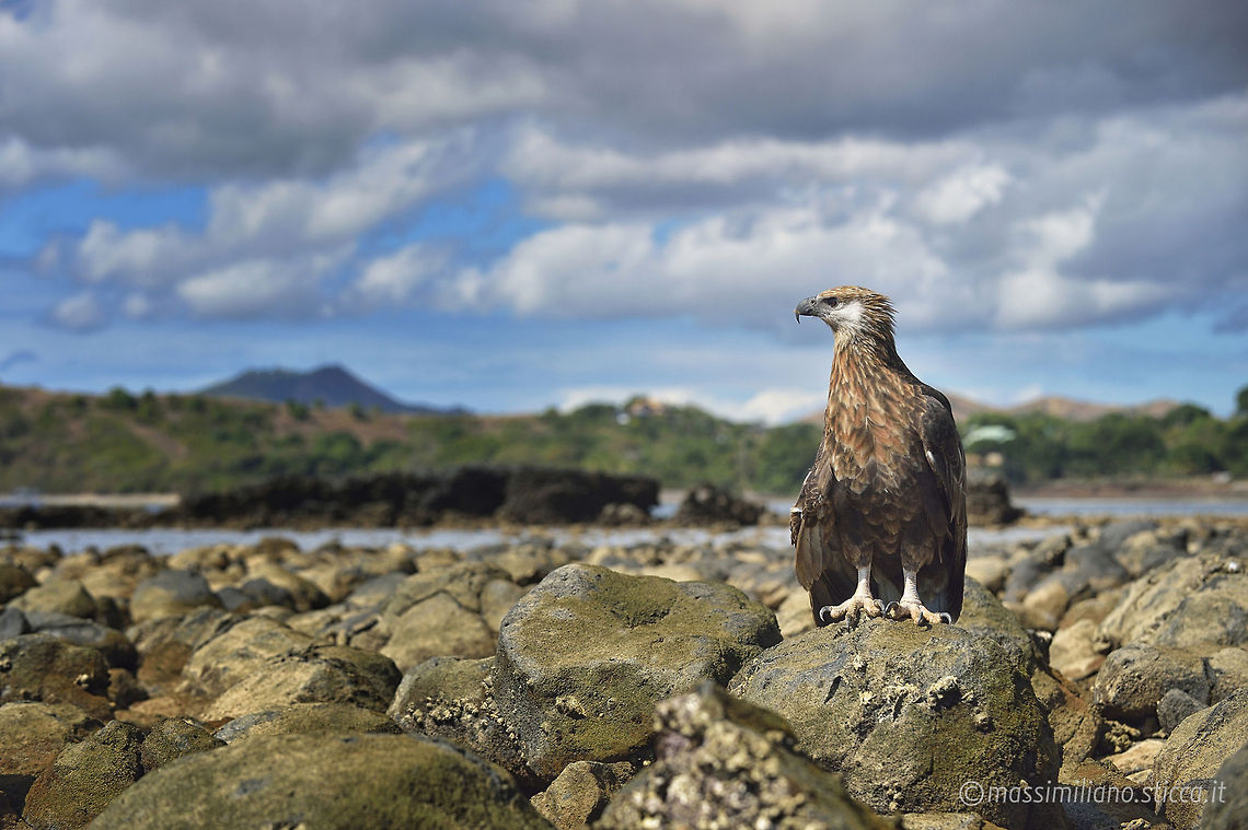Madagascan fish eagle - Haliaeetus vociferoides The Madagascan fish eagle (Haliaeetus vociferoides) or Madagascar sea-eagle (to distinguish it from the Ichthyophaga fishing-eagles) is a large bird of prey in the family Accipitridae which also includes many other diurnal raptors such as kites, buzzards and harriers. The range of this eagle is within the Madagascar dry deciduous forests. It is a medium-sized sea eagle, 60 Geotagged,Haliaeetus vociferoides,Madagascan fish eagle,Madagascar,accipitridae,accipitriformes,aquila del madagascar,eagle,haliaeetus vociferoides,madagascan fish eagle,madagascan sea eagle,madagascar,nosy be,sea eagle