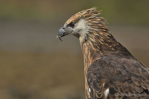 Madagascan fish eagle - Haliaeetus vociferoides The Madagascan fish eagle (Haliaeetus vociferoides) or Madagascar sea-eagle (to distinguish it from the Ichthyophaga fishing-eagles) is a large bird of prey in the family Accipitridae which also includes many other diurnal raptors such as kites, buzzards and harriers. The range of this eagle is within the Madagascar dry deciduous forests. It is a medium-sized sea eagle, 60 Haliaeetus vociferoides,Madagascan fish eagle,accipitridae,accipitriformes,aquila del madagascar,eagle,haliaeetus vociferoides,madagascan fish eagle,madagascan sea eagle,madagascar,nosy be,sea eagle