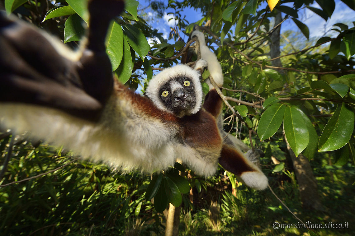 Coquerel's Sifaka Coquerel's sifaka, is a medium sized primate in one of the lemur families, Indriidae. It lives in Madagascar and can be found in a variety of habitats from rainforest to western Madagascar dry deciduous forests and dry and spiny forests. The fur is thick and silky and generally white with brown on the sides, top of the head, and on the arms. Like all sifakas, it has a long tail that it uses as a balance when leaping from tree to tree. However, its body is so highly adapted to an arboreal existence that on the ground its only means of locomotion is hopping. The species lives in small troops which forage for food. Coquerels sifaka,Mammalia,Propithecus coquereli,indriidae,lemur,lemure,madagascar,primates,propithecus,propithecus verreauxi,sifaka,verreaux sifaka