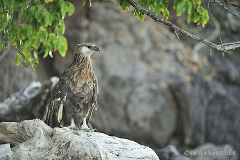 Madagascan fish eagle - Haliaeetus vociferoides The Madagascan fish eagle (Haliaeetus vociferoides) or Madagascar sea-eagle (to distinguish it from the Ichthyophaga fishing-eagles) is a large bird of prey in the family Accipitridae which also includes many other diurnal raptors such as kites, buzzards and harriers. The range of this eagle is within the Madagascar dry deciduous forests. It is a medium-sized sea eagle, 60 Geotagged,Haliaeetus vociferoides,Madagascan fish eagle,Madagascar,accipitridae,accipitriformes,aquila del madagascar,eagle,haliaeetus vociferoides,madagascan fish eagle,madagascan sea eagle,madagascar,nosy be,sea eagle