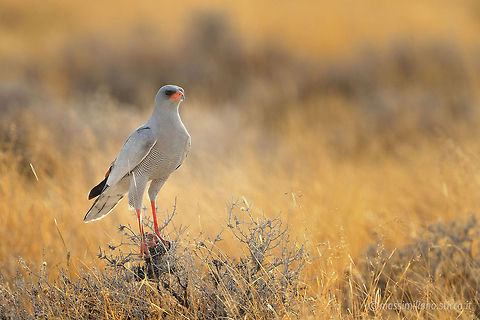 Pale Chanting Goshawk - Melierax canorus The (Southern) Pale Chanting Goshawk (Melierax canorus) is a bird of prey in the family Accipitridae. This hawk breeds in southern Africa. It is a resident species of dry, open semi-desert with 75 cm or less annual rainfall. It is commonly seen perched on roadside telephone poles.....This species is 56-65 cm long. The adult has grey upperparts with a white rump. The central tail feathers are black tipped with white, and the outer feathers are barred grey and white. The head and upper breast are pale grey; the rest of the underparts are finely barred in dark grey and white. Its eyes are red, the bill is mostly red, and it has long red legs. It is paler than the grey-rumped Dark Chanting Goshawk, Melierax metabates.....In flight, the adult has black primary flight feathers, very pale grey (white from a distance) secondaries, and grey forewings. The wingspan is about 105 cm.....Immatures have brown upperparts, with a white rump and black bars on the tail. From below, the flight feathers a Accipitridae,Accipitriformes,Geotagged,Melierax canorus,Namibia,Pale Chanting Goshawk,etosha,goshawk,namibia