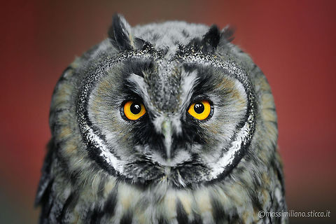 Eurasian Eagle-Owl - Bubo bubo A young Eurasian Eagle-Owl (Bubo bubo), Italy

The Eurasian Eagle-Owl (Bubo bubo) is a species of eagle owl resident in much of Eurasia. It is also one of the largest species of owls. Asio flammeus,Bubo bubo,Eurasian Eagle-Owl,Geotagged,Italy,Short-Eared Owl,baby,chick,gufo,gufo reale,owl