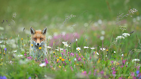 Red fox - Vulpes vulpes The red fox (Vulpes vulpes) is the largest of the true foxes and the most abundant member of the Carnivora, being distributed across the entire Northern Hemisphere from the Arctic Circle to North Africa, Central America and Asia. Its range has increased alongside human expansion, having been introduced to Australia, where it is considered harmful to native mammals and bird populations. France,Geotagged,Red Fox,Vulpes vulpes,canidae,fox,mammal,mammals,red fox,volpe,vulpes vulpes