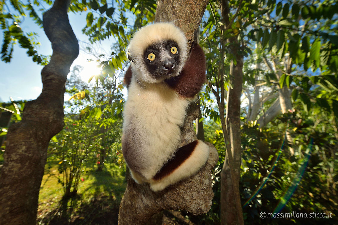 Coquerels sifaka - Propithecus coquereli Coquerels sifaka (Propithecus coquereli), is a medium sized primate in one of the lemur families, Indriidae. It lives in Madagascar and can be found in a variety of habitats from rainforest to western Madagascar dry deciduous forests and dry and spiny forests. The fur is thick and silky and generally white with brown on the sides and on the arms. Like all sifakas, it has a long tail that it uses as a balance when leaping from tree to tree. However, its body is so highly adapted to an arboreal existence that on the ground its only means of locomotion is hopping. The species lives in small troops which forage for food. Coquerels sifaka,Propithecus coquereli,indriidae,lemur,lemure,madagascar,mammalia,primates,propithecus,propithecus verreauxi,sifaka,verreaux sifaka
