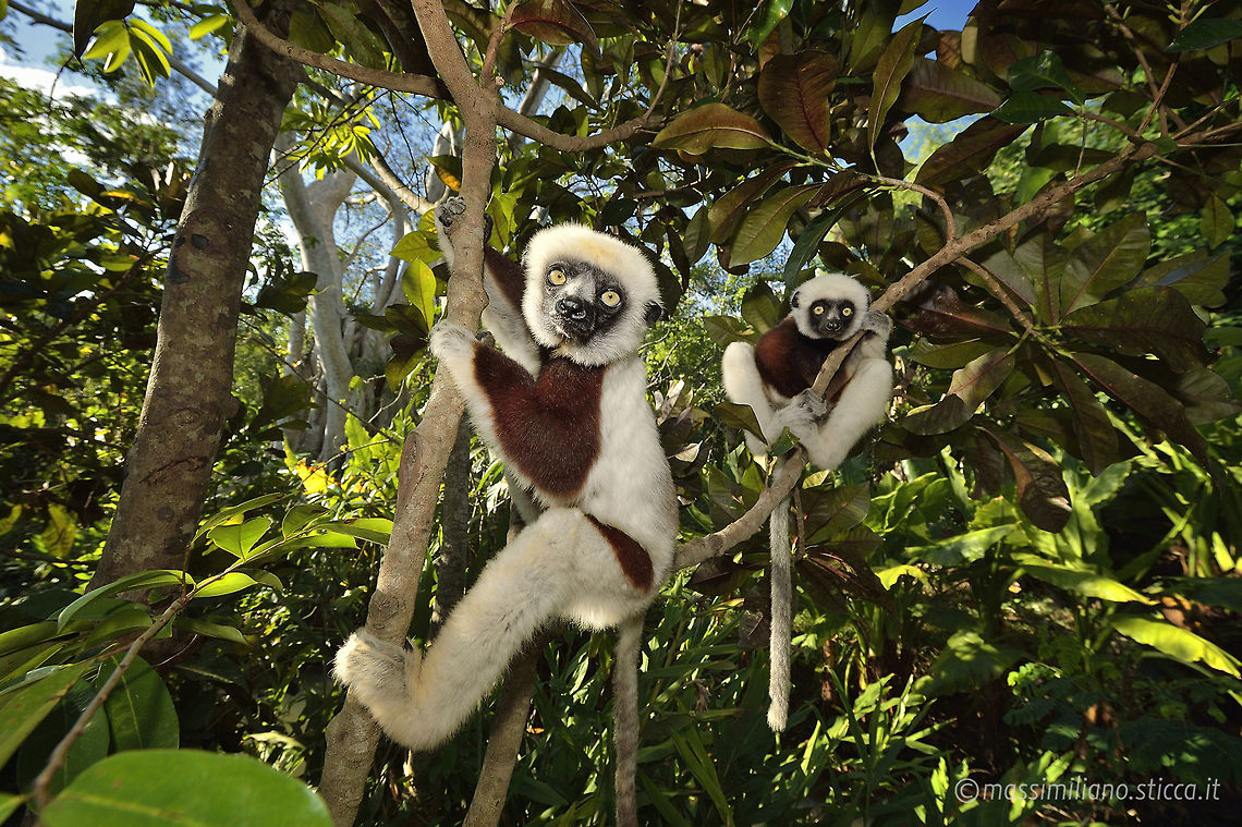 Verreaux's sifaka - Propithecus verreauxi Verreaux's sifaka (Propithecus verreauxi), or the white sifaka, is a medium sized primate in one of the lemur families, Indriidae. It lives in Madagascar and can be found in a variety of habitats from rainforest to western Madagascar dry deciduous forests and dry and spiny forests. The fur is thick and silky and generally white with brown on the sides, top of the head, and on the arms. Like all sifakas, it has a long tail that it uses as a balance when leaping from tree to tree. However, its body is so highly adapted to an arboreal existence that on the ground its only means of locomotion is hopping. The species lives in small troops which forage for food. Coquerels sifaka,Geotagged,Madagascar,Propithecus coquereli,indriidae,lemur,lemure,madagascar,mammalia,primates,propithecus,sifaka