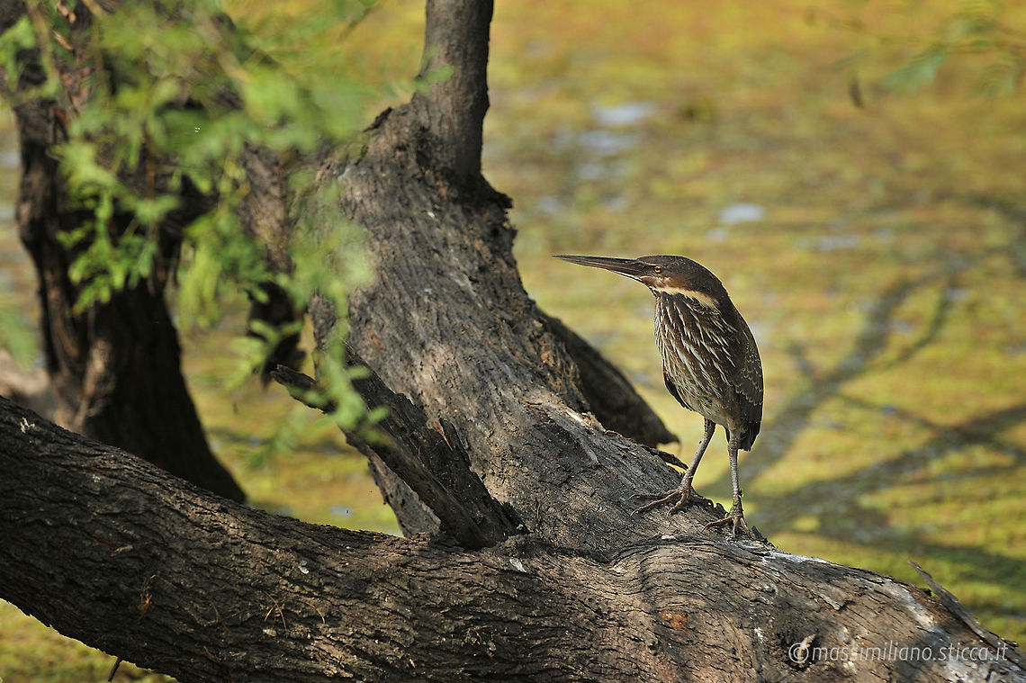 Black Bittern - Ixobrychus flavicollis The Black Bittern, Ixobrychus flavicollis, is a bittern of Old World origin, breeding in tropical Asia from Bangladesh, Pakistan, India and Sri Lanka east to China, Indonesia and Australia. It is mainly resident, but some northern birds migrate short distances. This is a fairly large species at 58 cm (23 in) in length, being by some margin the largest bittern in the Ixobrychus genus. Compared to related species, it has a longish neck and long yellow bill. The adult is uniformly black above, with yellow neck sides. It is whitish below, heavily streaked with brown. The juvenile is like the adult, but dark brown rather than black.<br />Their breeding habitat is reedbeds. They nest on platforms of reeds in shrubs, or sometimes in trees. 3-5 eggs are laid. They can be difficult to see, given their skulking lifestyle and reedbed habitat, but tend to fly fairly frequently, when the all black upperparts makes them unmistakable.<br />Black Bitterns feed on insects, fish and amphibians. Black bittern,Ixobrychus flavicollis,ardeidae,bharatpur,black bittern,india,ixobrychus flavicollis,pelecaniformes