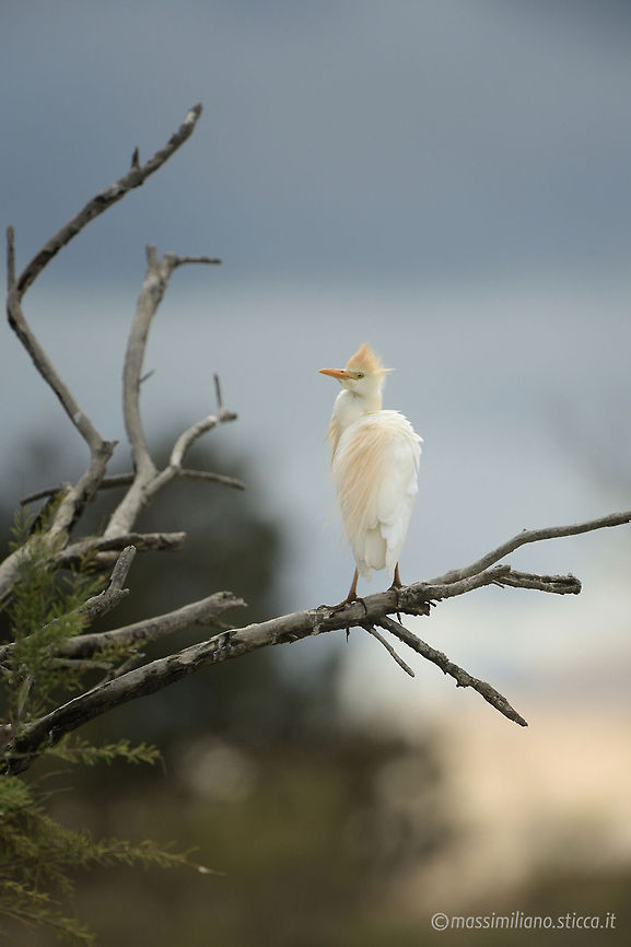 Cattle Egret - Bubulcus ibis The Cattle Egret (Bubulcus ibis) is a cosmopolitan species of heron (family Ardeidae) found in the tropics, subtropics and warm temperate zones. It is the only member of the monotypic genus Bubulcus, although some authorities regard its two subspecies as full species, the Western Cattle Egret and the Eastern Cattle Egret. Despite the similarities in plumage to the egrets of the genus Egretta, it is more closely related to the herons of Ardea. Originally native to parts of Asia, Africa and Europe, it has undergone a rapid expansion in its distribution and successfully colonised much of the rest of the world.<br />It is a white bird adorned with buff plumes in the breeding season. It nests in colonies, usually near bodies of water and often with other wading birds. The nest is a platform of sticks in trees or shrubs. Cattle Egrets exploit drier and open habitats more than other heron species. Their feeding habitats include seasonally inundated grasslands, pastures, farmlands, wetlands and rice paddies. They often accompany cattle or other large mammals, catching insect and small vertebrate prey disturbed by these animals. Some populations of the Cattle Egret are migratory and others show post-breeding dispersal. Bubulcus ibis,Cattle Egret,pelecaniformes