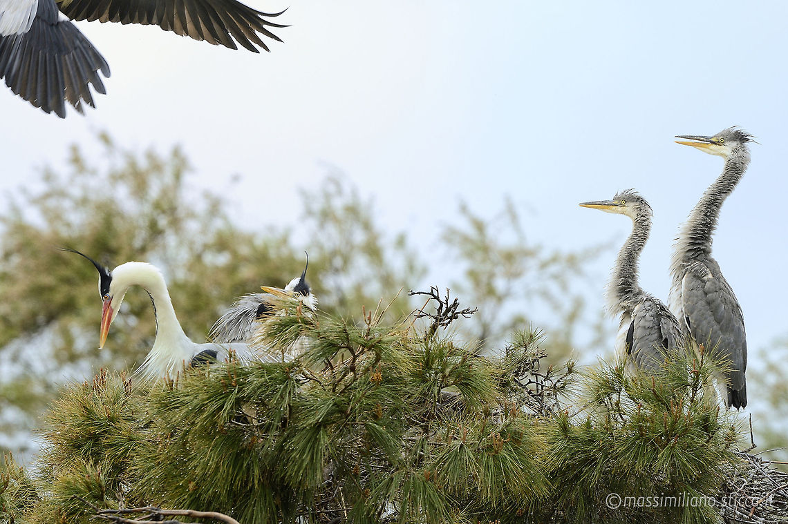 Grey Heron - Ardea cinerea The Grey Heron (Ardea cinerea), is a wading bird of the heron family Ardeidae, native throughout temperate Europe and Asia and also parts of Africa. It is resident in the milder south and west, but many birds retreat in winter from the ice in colder regions. It has become common in summer even inside the Arctic circle along the Norwegian coast. Ardea cinerea,Grey Heron,airone,airone cenerino,ardea cinerea,ardeidae,camargue,ciconiiformes,france,grey heron,heron,pelecaniformes,saintes maries de la mer
