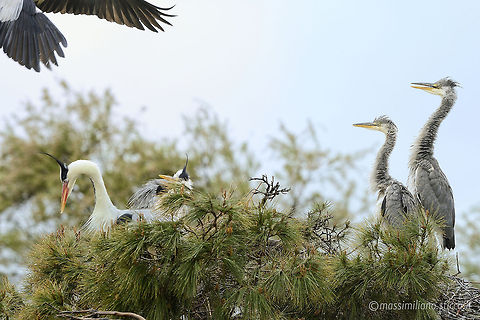 Grey Heron - Ardea cinerea The Grey Heron (Ardea cinerea), is a wading bird of the heron family Ardeidae, native throughout temperate Europe and Asia and also parts of Africa. It is resident in the milder south and west, but many birds retreat in winter from the ice in colder regions. It has become common in summer even inside the Arctic circle along the Norwegian coast. Ardea cinerea,Grey Heron,airone,airone cenerino,ardea cinerea,ardeidae,camargue,ciconiiformes,france,grey heron,heron,pelecaniformes,saintes maries de la mer