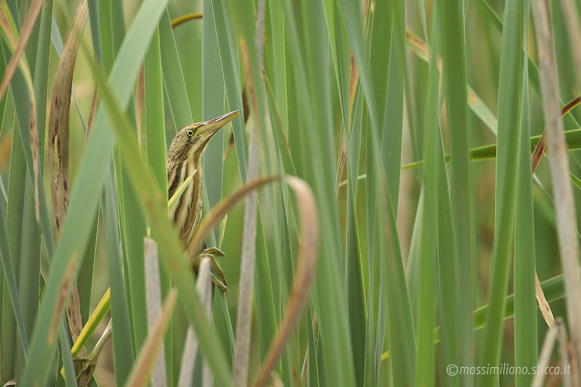 Little Bittern - Ixobrychus minutus The Little Bittern (Ixobrychus minutus) is a wading bird in the heron family Ardeidae, native to the Old World, breeding in Africa, central and southern Europe, western and southern Asia, and Madagascar. Birds from temperate regions in Europe and western Asia are migratory, wintering in Africa and further south in Asia, while those nesting in the tropics are sedentary. It is rare north of its breeding range. Geotagged,Italy,Ixobrychus minutus,Little Bittern,ardeidae,ciconiiformes,ixobrychus minutus,little bittern,pelecaniformes,tarabusino