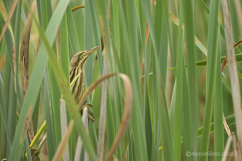 Little Bittern - Ixobrychus minutus The Little Bittern (Ixobrychus minutus) is a wading bird in the heron family Ardeidae, native to the Old World, breeding in Africa, central and southern Europe, western and southern Asia, and Madagascar. Birds from temperate regions in Europe and western Asia are migratory, wintering in Africa and further south in Asia, while those nesting in the tropics are sedentary. It is rare north of its breeding range. Geotagged,Italy,Ixobrychus minutus,Little Bittern,ardeidae,ciconiiformes,ixobrychus minutus,little bittern,pelecaniformes,tarabusino