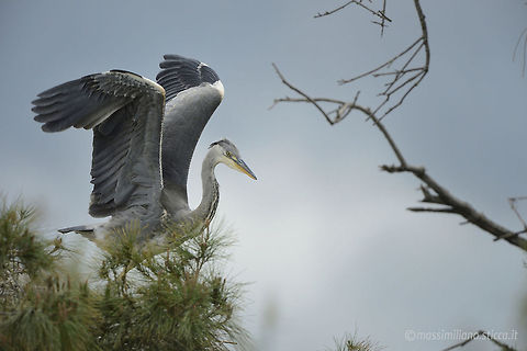 Grey Heron - Ardea cinerea The Grey Heron (Ardea cinerea), is a wading bird of the heron family Ardeidae, native throughout temperate Europe and Asia and also parts of Africa. It is resident in the milder south and west, but many birds retreat in winter from the ice in colder regions. It has become common in summer even inside the Arctic circle along the Norwegian coast. Ardea cinerea,Grey Heron,airone,airone cenerino,ardea cinerea,ardeidae,camargue,ciconiiformes,france,grey heron,heron,pelecaniformes,saintes maries de la mer