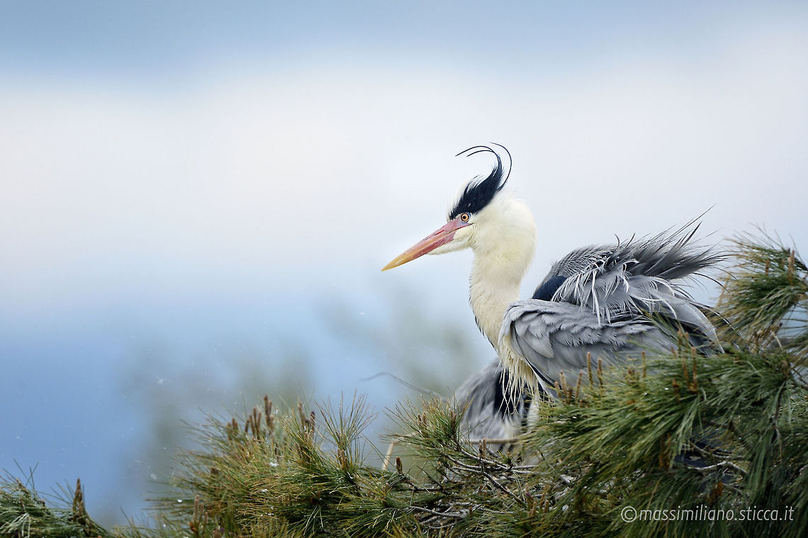 Grey Heron - Ardea cinerea The Grey Heron (Ardea cinerea), is a wading bird of the heron family Ardeidae, native throughout temperate Europe and Asia and also parts of Africa. It is resident in the milder south and west, but many birds retreat in winter from the ice in colder regions. It has become common in summer even inside the Arctic circle along the Norwegian coast. Ardea cinerea,Grey Heron,airone,airone cenerino,ardea cinerea,ardeidae,camargue,ciconiiformes,france,grey heron,heron,pelecaniformes,saintes maries de la mer